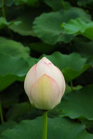 lotus-168420_1280.jpg