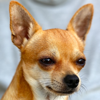 chihuahua-sobel-dog-50718-medium.jpeg