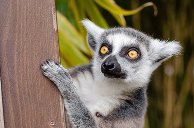 lemur-ring-tailed-lemur-primate-mammal-medium.jpg