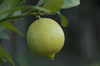 Meyer_Lemon_hanging.jpgのサムネール画像