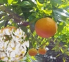 オレンジ花.JPG