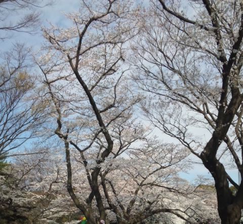 桜s.jpg