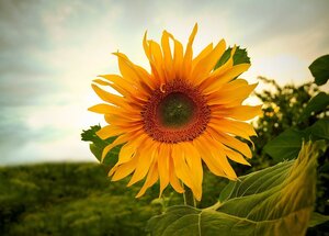 sunflowers-gd5416ddb5_1280.jpg