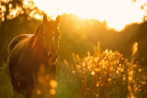 horse-gffa317238_1920.jpg