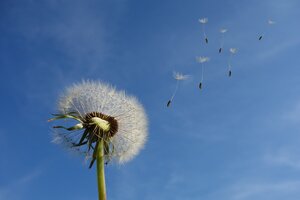 dandelion-g989778362_1920.jpg