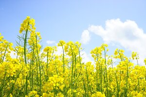 rapeseed-flowers-g4e5b7a784_1920.jpg