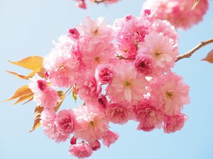 cherry-blossom-gb6c7bc003_1920.jpg