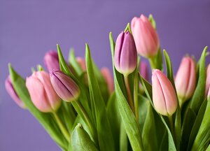 tulips-g78eb35da8_1920.jpg