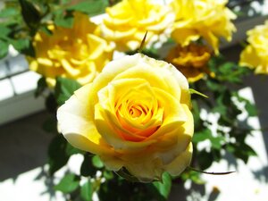 yellow-rose-g84364aefc_1920.jpg